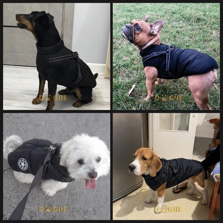 🐾Vattentät vinterjacka för hund med inbyggd sele