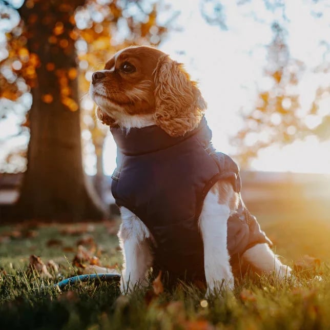 🐾Vattentät vinterjacka för hund med inbyggd sele