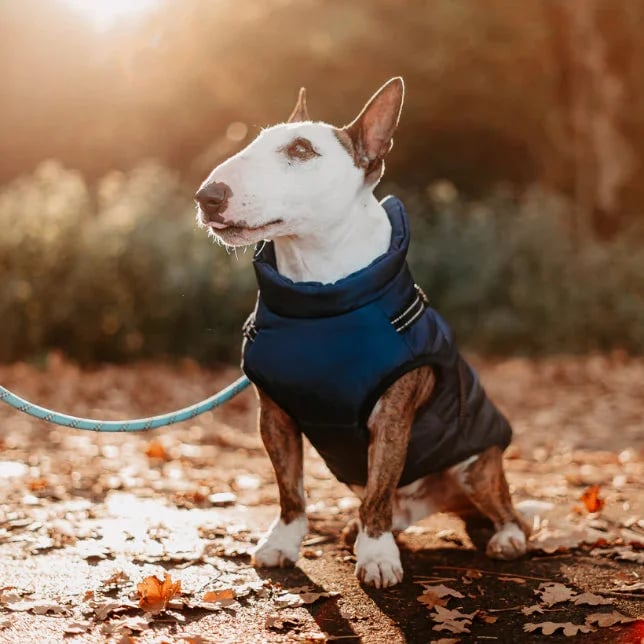 🐾Vattentät vinterjacka för hund med inbyggd sele