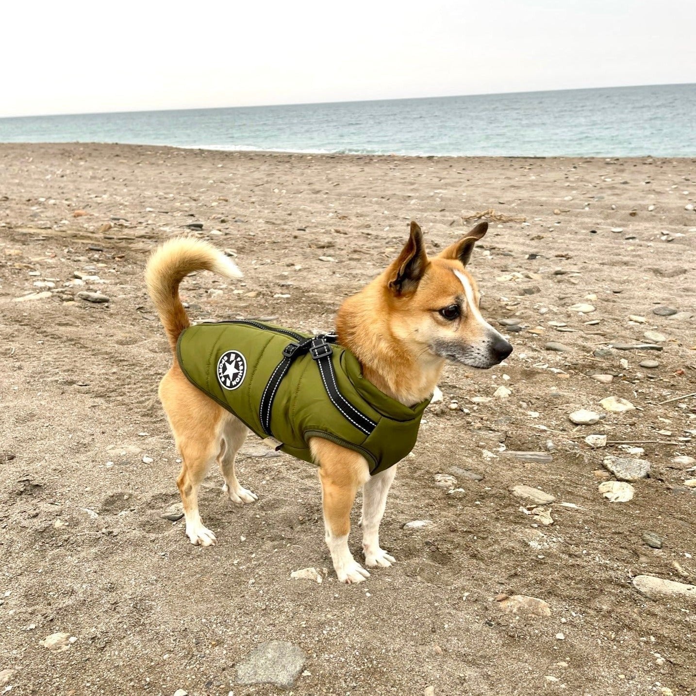 🐾Vattentät vinterjacka för hund med inbyggd sele