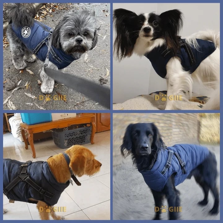 🐾Vattentät vinterjacka för hund med inbyggd sele