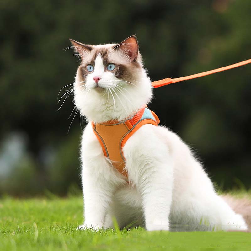 🐱Reflekterande sele och koppel för katter som förhindrar att de rymmer✨
