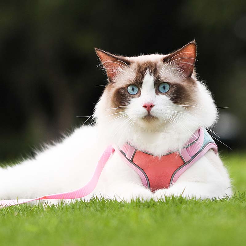 🐱Reflekterande sele och koppel för katter som förhindrar att de rymmer✨
