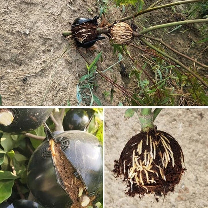 🌱Låda för odling av växtrot