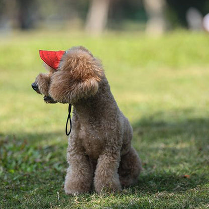 Hatt för hund