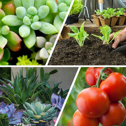 🍃Köp 5 och få 5 gratis🌵🌸Allsidig gödselmedel i tablettform med långsam frisättning för växter
